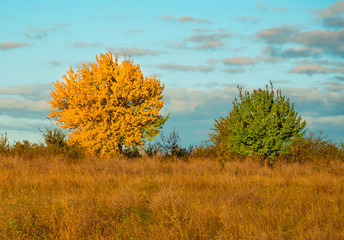 Two colored trees in the field in autumn.