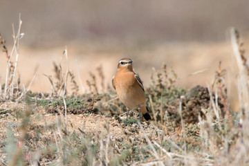 Northern Wheatear (oenanthe oenanthe) in North of Spain