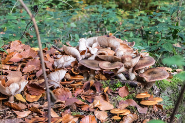 Mushrooms and leaves
