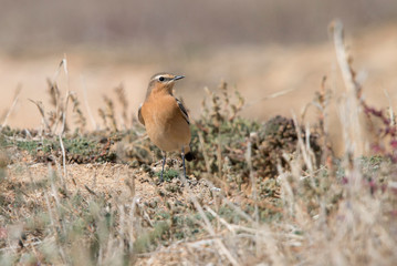 Northern Wheatear (oenanthe oenanthe) in North of Spain