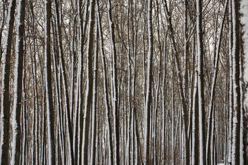 Texture of the snow-covered tree trunks