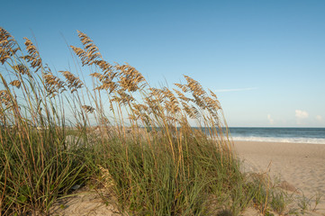 Sea Oats on the beach