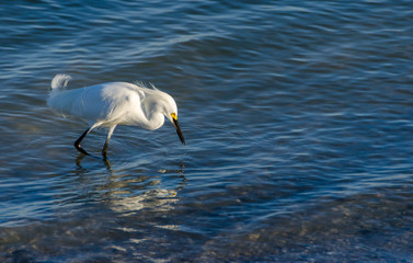 Egret looking for food in blue water on a breezy day