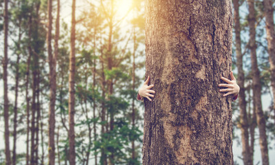 Closeup hands of woman hugging tree with sunlight, copy space.