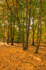 Fototapeta premium beautiful leaves in autumn