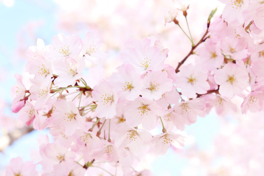 美しい春の満開の桜ソメイヨシノのイメージ写真素材