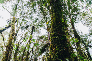 trees in the new Zealand forest