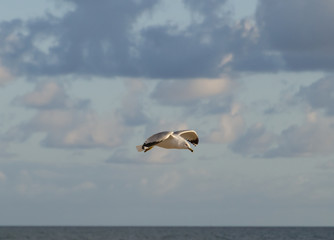 Gull flying over water