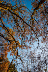 Autumn forest. Bottom-up view. Crowns of trees. Golden autumn.