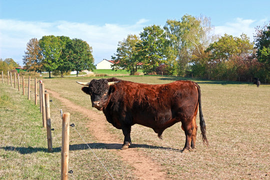 bull of the breed Dexter cattle on a pasture