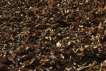 texture, tea, brown, leaf, leaves, dry, nature, food, macro, black, tobacco, dried, abstract, natural, pattern, seed, ant, autumn, organic, drink, forest