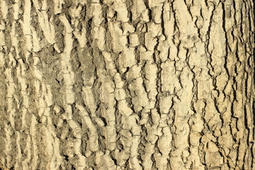 bark, texture, tree, wood, pattern, nature, brown, abstract, old, trunk, rough, textured, wall, surface, natural, macro, oak, backgrounds, stone, forest, plant, detail, wooden