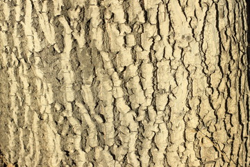 bark, texture, tree, wood, pattern, nature, brown, abstract, old, trunk, rough, textured, wall, surface, natural, macro, oak, backgrounds, stone, forest, plant, detail, wooden