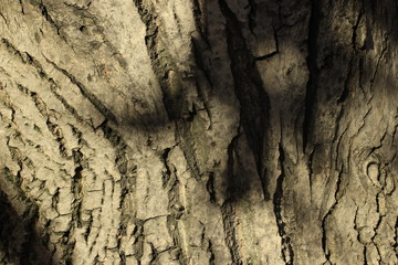 bark, texture, tree, wood, pattern, nature, brown, abstract, old, trunk, rough, textured, wall, surface, natural, macro, oak, backgrounds, stone, forest, plant, detail, wooden