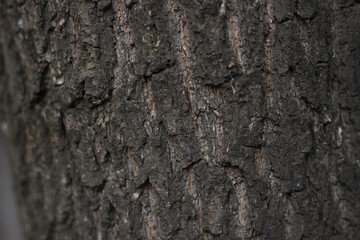 texture, stone, rock, bark, wall, tree, nature, abstract, pattern, rough, brown, textured, old, wood, material, backgrounds, surface, macro, natural