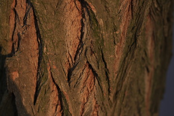 texture, stone, rock, bark, wall, tree, nature, abstract, pattern, rough, brown, textured, old, wood, material, backgrounds, surface, macro, natural