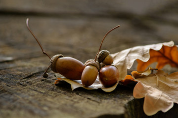 acorn on the background of an old tree