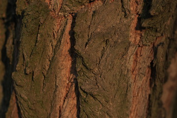 texture, stone, rock, bark, wall, tree, nature, abstract, pattern, rough, brown, textured, old, wood, material, backgrounds, surface, macro, natural