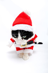 pet cat in Christmas dress and Santa Claus hat on studio white background,vertical. looking down.