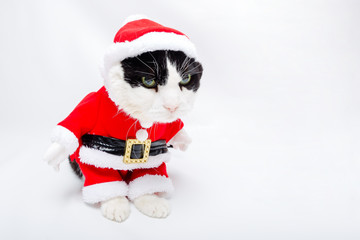 baby cat in Christmas Santa Claus dress stands on studio white background and copy space. Christmas holiday concept for greeting card.