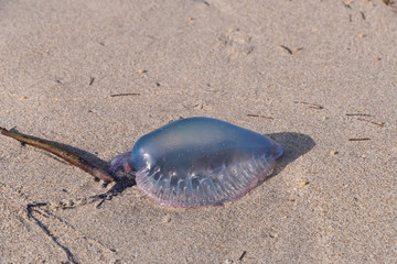 Portuguese Man o War, aka Blue Bottle, on sandy beach-1