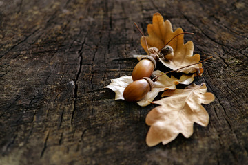 acorn on the background of an old tree
