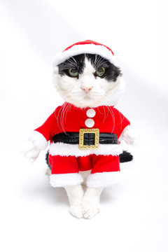 funny cat in Santa Claus dress stands on studio white background. Christmas holiday concept in vertical.
