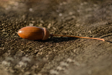 acorn on the background of an old tree
