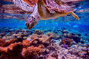 Sea turtle swims under water on the background of coral reefs