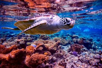 Papier Peint photo autocollant Tortue La tortue de mer nage sous l& 39 eau sur le fond des récifs coralliens