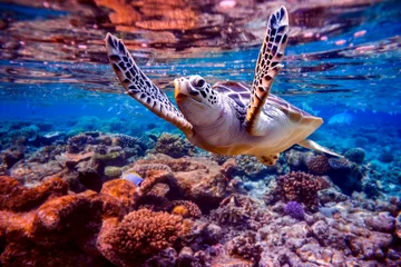 Fotobehang Zeeschildpad zwemt onder water op de achtergrond van koraalriffen © Andrey Armyagov