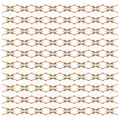 Red-veined darter or Nomad Dragonfly, Sympetrum fonscolombei, in front of white background