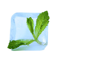 Frozen petal mint in ice cube. Closeup. Isolated on white