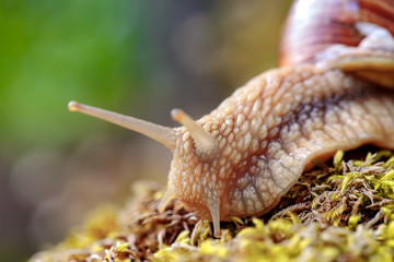Helix pomatia also Roman snail, Burgundy snail