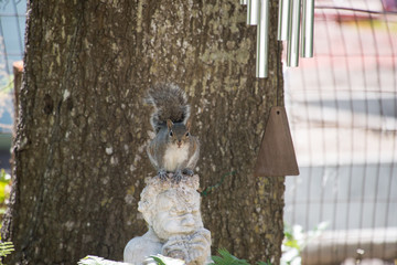 Fat squirrel on Pan head