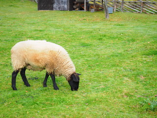 イングリッシュガーデンのかわいい羊