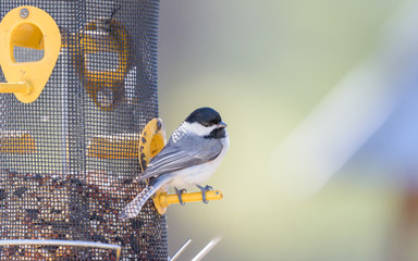 Chickadee on feeder partly filled with seed