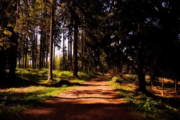 Gehen Sie in den Wald © Aldona