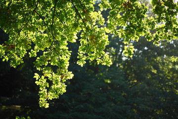 Fototapeta na wymiar Eichenblätter an einem Baum