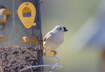 Tufted Titmouse on feeder partially filled with seeds