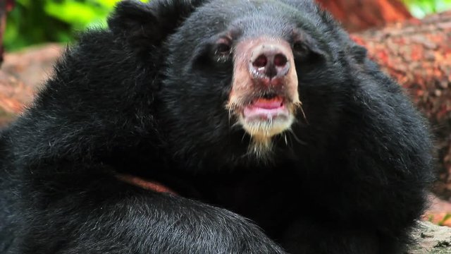 Closeup of Malayan sun bear looking