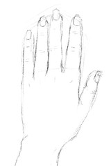 digital illustration of a woman's left hand on white background - 228962943