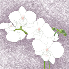 Digital hand drawn illustration of a beautiful white orchid branch, on a purple background - 228962970
