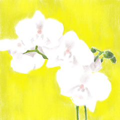 Digital hand drawn illustration of a white orchid branch, on a yellow background
