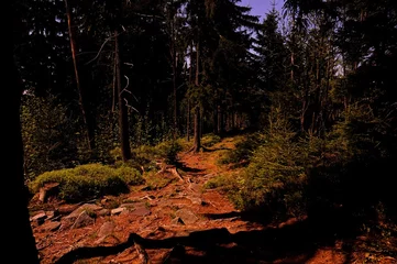 Gehen Sie in den Wald © Aldona