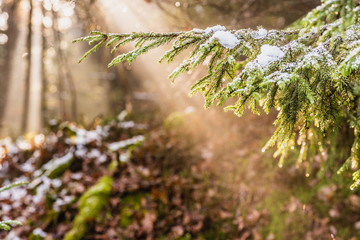Magical Deep foggy Autumn Forest. Park. Beautiful Scene Misty Old Forest with Sun Rays, Shadows and Fog. Scenic Landscape