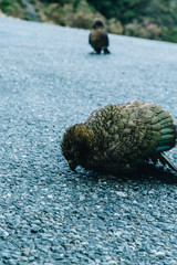 kea in parking lot