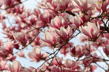 Magnolia flowers. Spring season wallpaper background