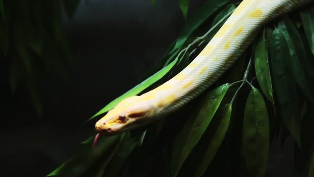 Stock video  Golden python is moving slowly on the branches.