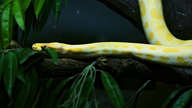 Stock video  Golden python is moving slowly on the branches.